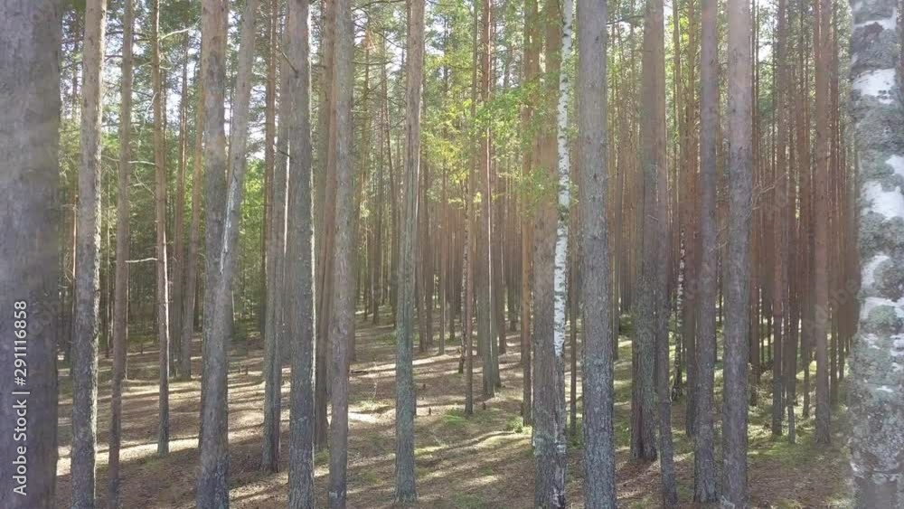 Sun Rays Shine Through Coniferous Pine Forest. Beautiful Autumn Nature. Aerial View