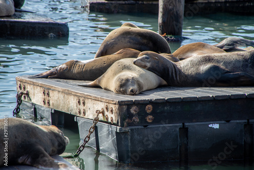 Many sea lions on Pier 39 in San Francisco, California, USA.