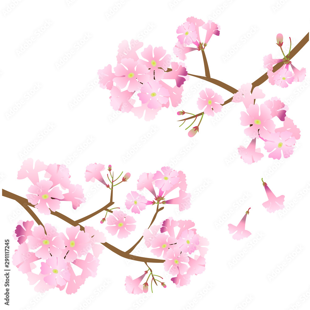 pink flowers on white background