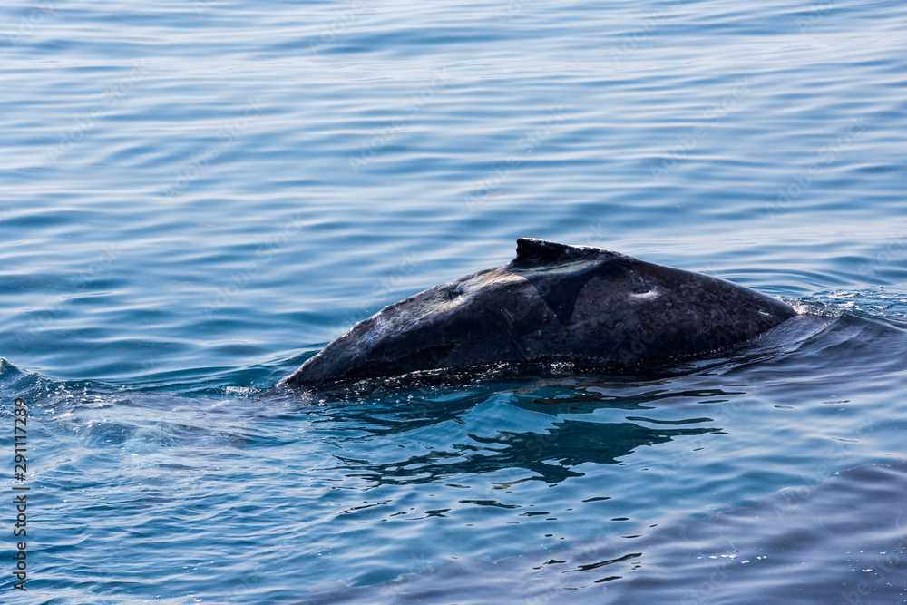 Naklejka premium humpback whale calf