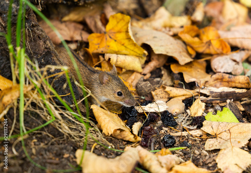 Wild Wood mouse on the forest floor in a autumn forest.