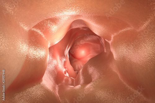 Photos healthy intestine wall