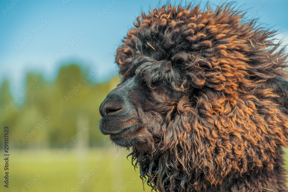 Cute alpaca in the farm