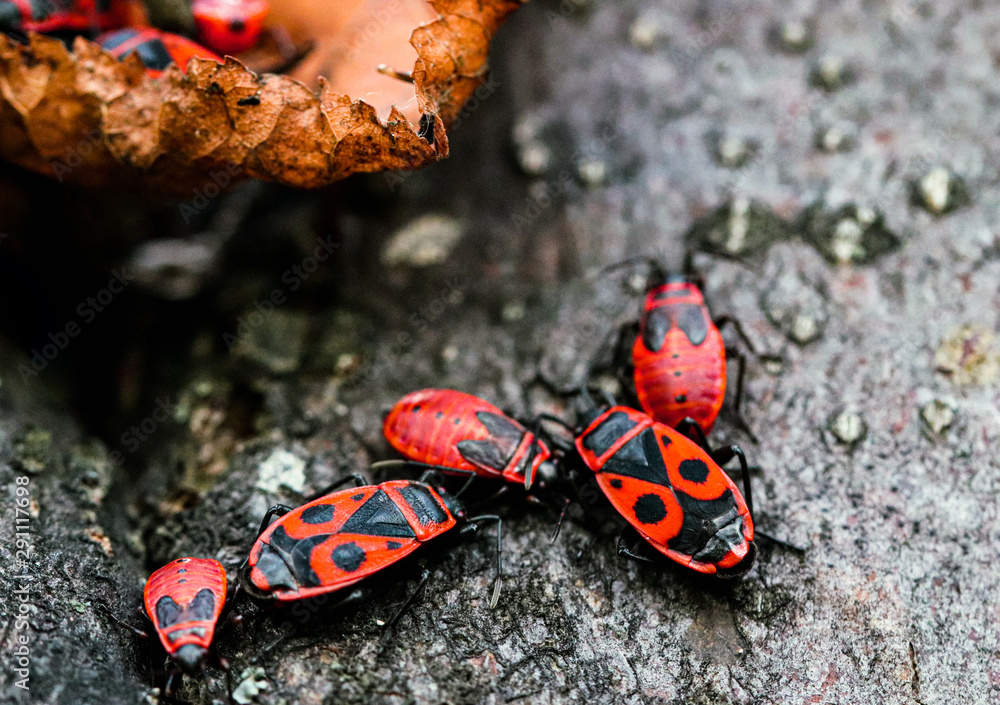 Fototapeta premium A family of red and black firebugs. Pyrrhocoris apterus on the tree bark.