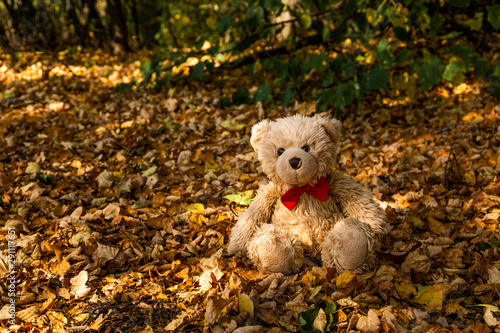 Little beautiful teddy bear Dranik in autumn forest.