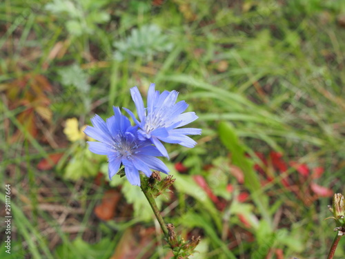 Beautiful blue flower of wild common chicory plant Cichorium intybus .