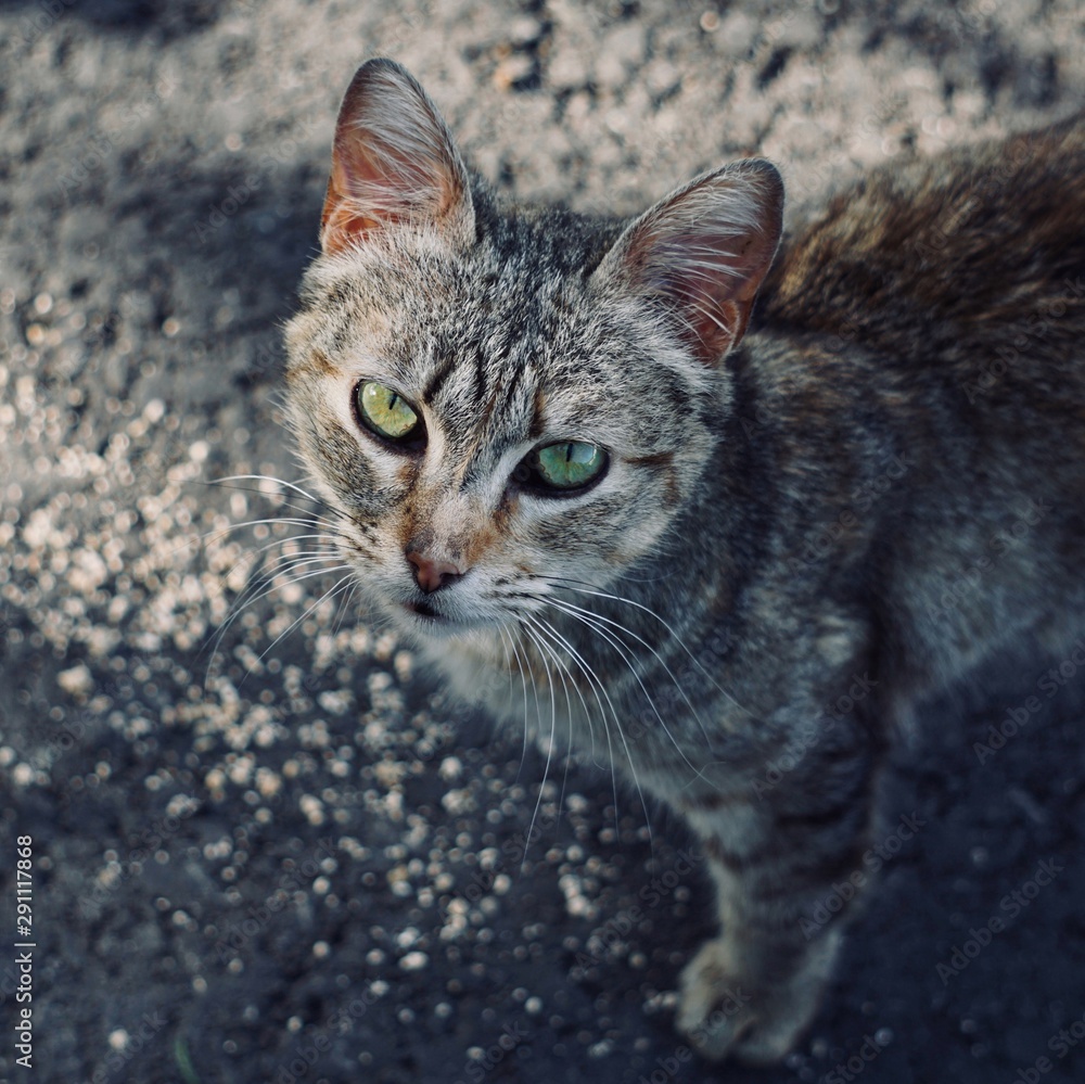 grey stray cat in the street