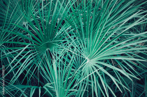 Closeup of a palmetto serenoa leaves. Electric green background