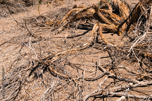 driep up plants, drought tree in desert landscape -