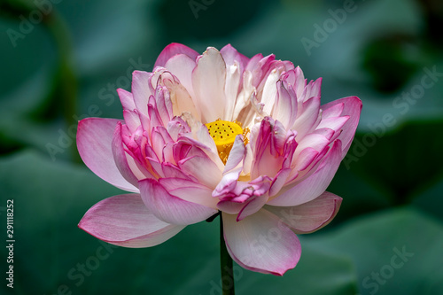 Indian Lotus