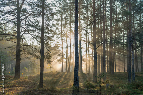 Fototapeta Naklejka Na Ścianę i Meble -  Beautiful sunrise light rays shining through the trees in the pine forest