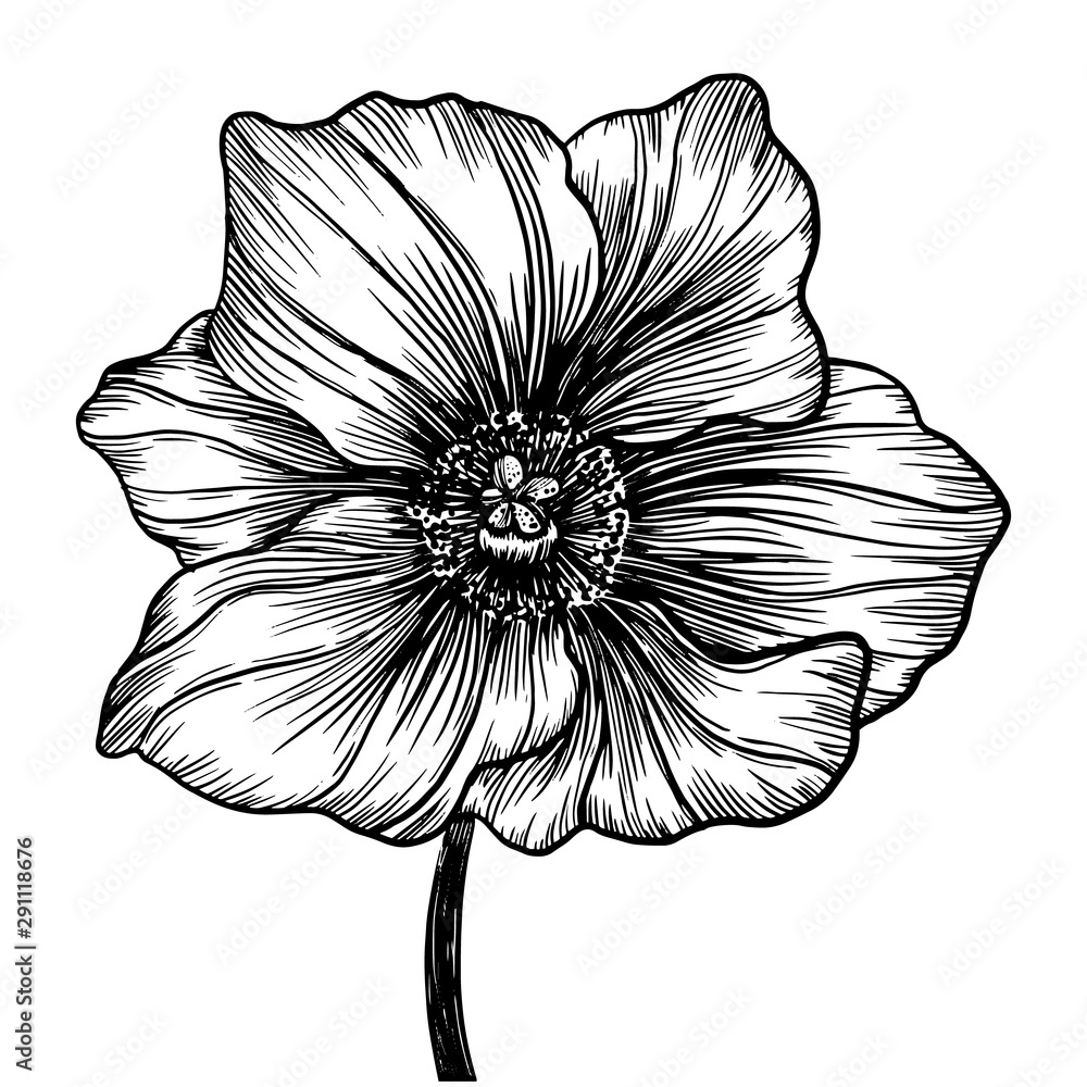 Fototapeta premium flower isolated on white background
