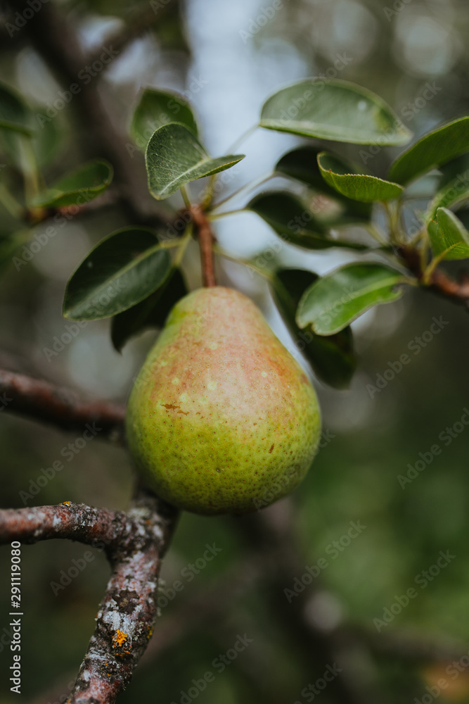 Pear Hanging from a tree Pear Hanging from a tree