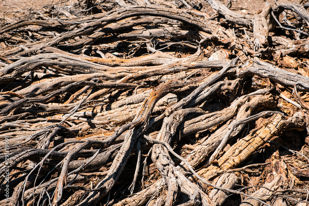 driep up bush or dry tree in desert landscape - drought - driep up bush or dry tree in desert landscape - drought -