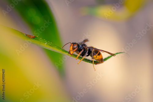 Wallpaper Mural insect on leaf Torontodigital.ca