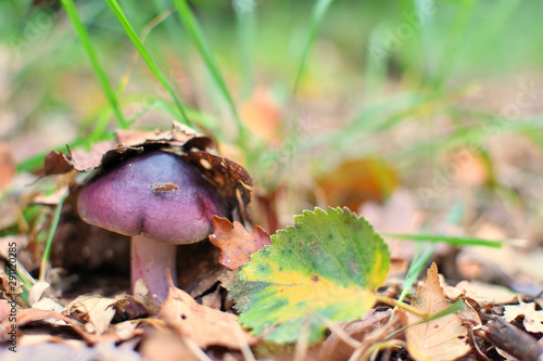 Принти на полотні Champignon - russule  à l'automne