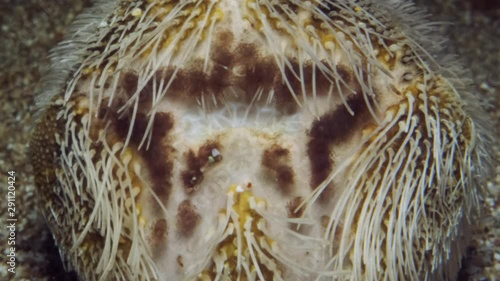 mouth of a Sea Urchin Potato burrows in sand on the seabed. Sea Potato or Common Heart Urchin (Echinocardium cordatum) Underwater shot. Mediterranean Sea, Europe. photo