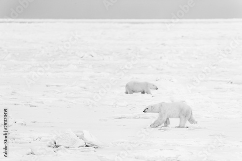 POLAR BEAR (Ursus maritimus), Churchill, Hudson Bay, Manitoba, Canada, America