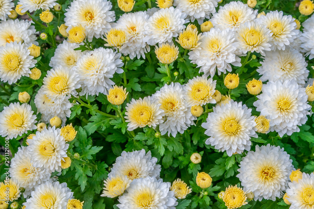 Closeup of white and yellow mums in garden Closeup of white and yellow mums in garden