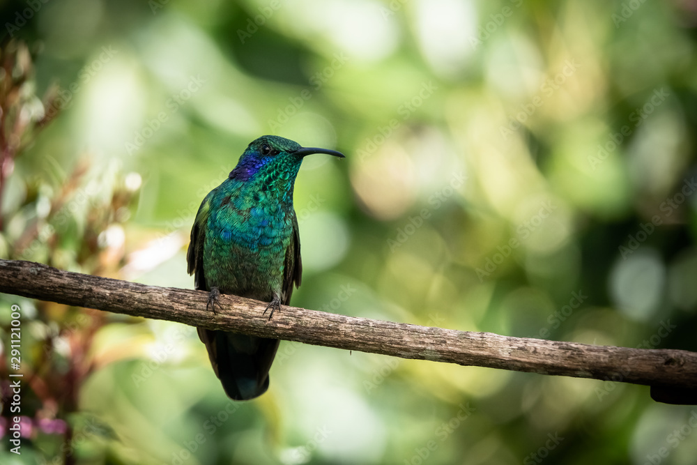 Fototapeta premium Lesser violetear (colibri cyanotus) or mountain violet-ear, formerly known as green violetear. Bird found in the highlands of Costa Rica, San Gerardo de Dota. 