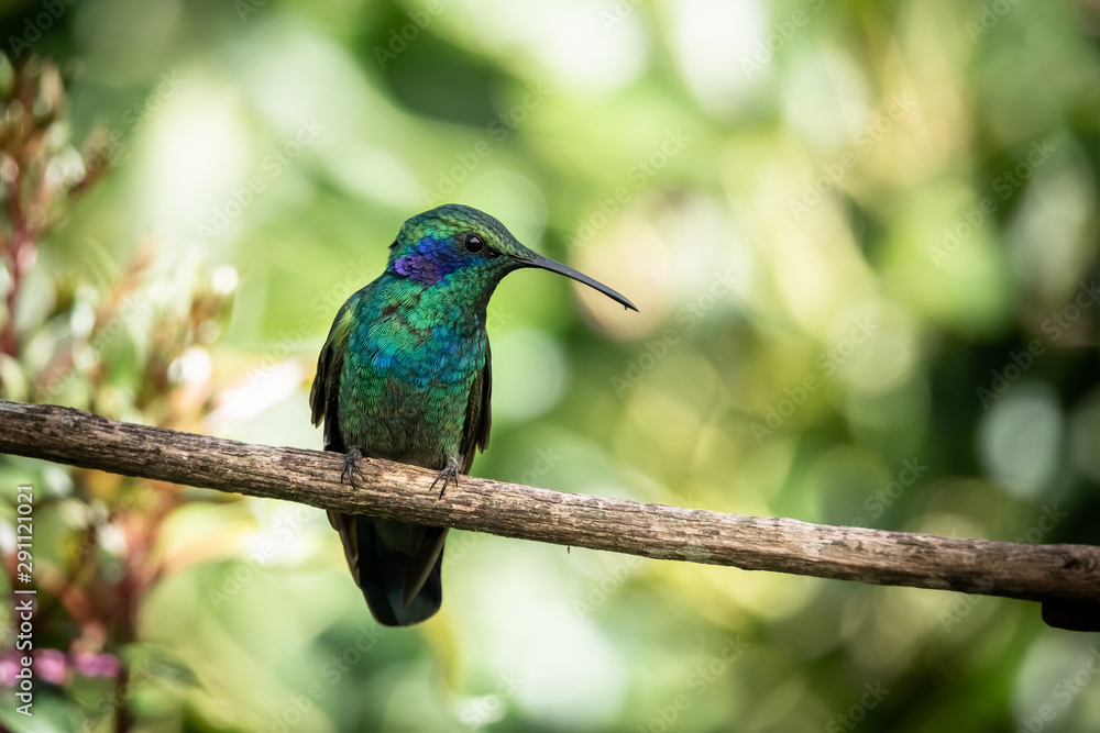 Obraz premium Lesser violetear (colibri cyanotus) or mountain violet-ear, formerly known as green violetear. Bird found in the highlands of Costa Rica, San Gerardo de Dota. 
