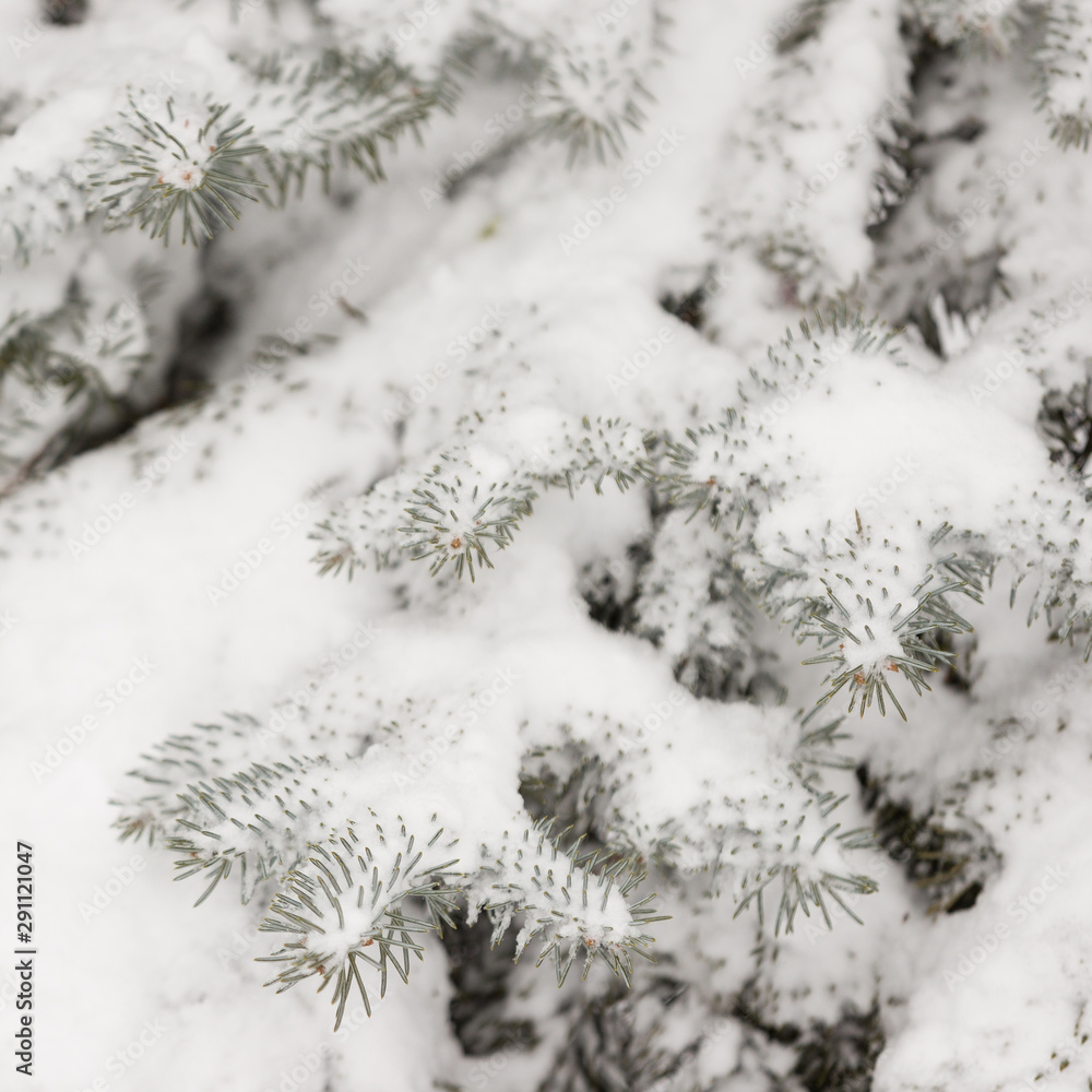 Closeup of a Christmas tree with snow. Festive season and christmas concept