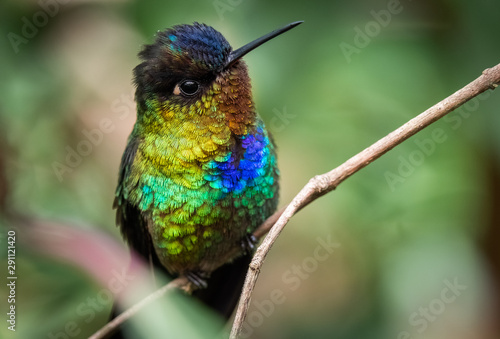 Fiery throated hummingbird, San Gerardo de Dota, Costa Rica. A Small bird found in the high elevation forests of Costa Rica and Panama. 