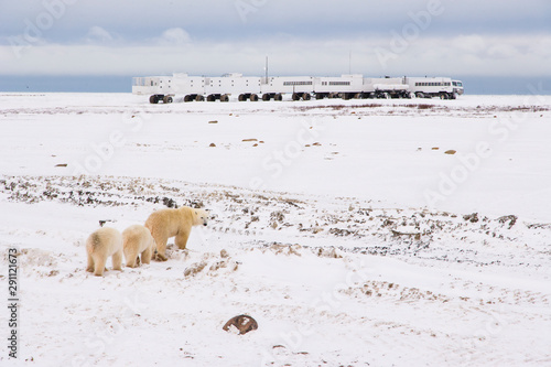 Schilderij op canvas POLAR BEAR (Ursus maritimus), Churchill, Hudson Bay, Manitoba, Canada, America