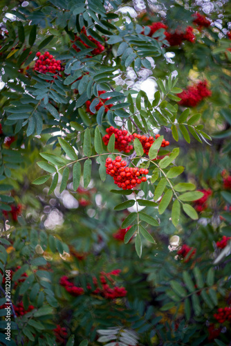 Red Rowan berries among green foliage