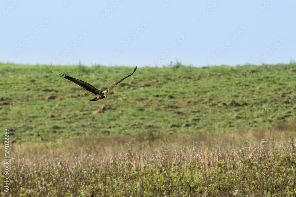 Hawk in flight. Hawk in flight.