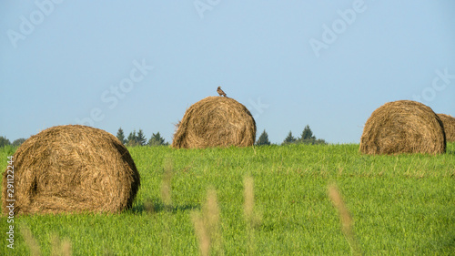 Haystacks in a spacious field.