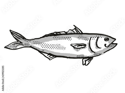 Eastern Australian Salmon Fish Cartoon Retro Drawing