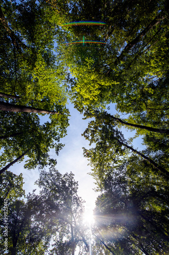 Schilderij op canvas Foresta autunnale
