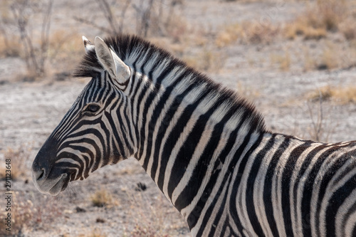 Burchells Zebra Head in Etosha National Park