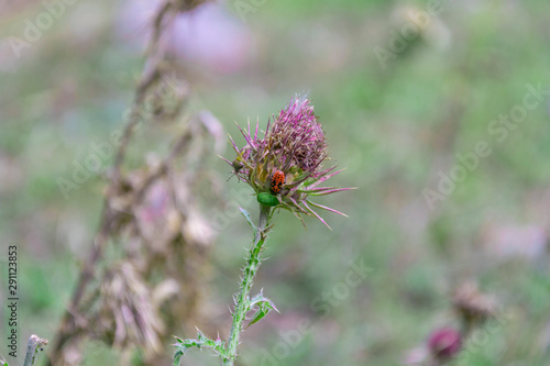 L'insetto che si nasconde nel fiore