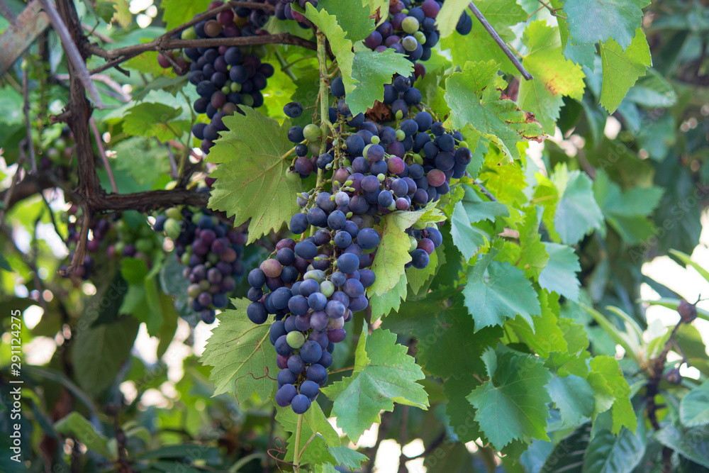 Harvest delicious grapes. Fields, vineyards ripen grapes for wine