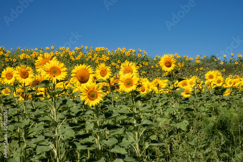 field of sunflowers