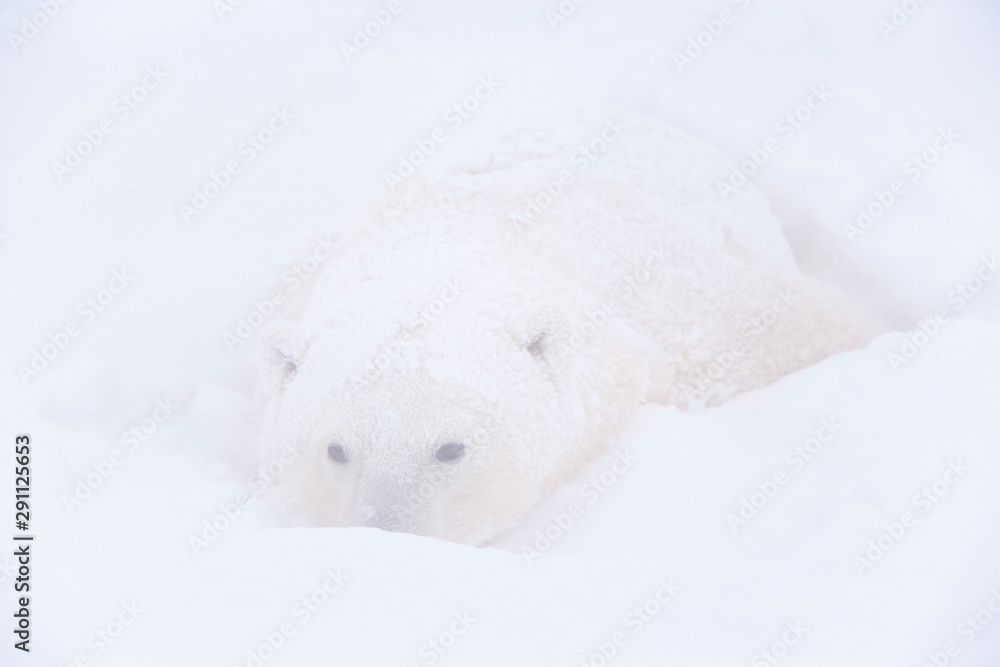 Polar Bear (Ursus maritimus), Churchill, Hudson Bay, Manitoba, Canada, America Polar Bear (Ursus maritimus), Churchill, Hudson Bay, Manitoba, Canada, America