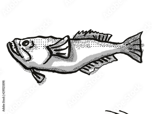 stargazer New Zealand Fish Cartoon Retro Drawing