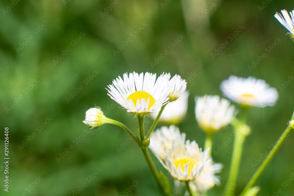 flower, daisy close up in the meadow on autumn day flower, daisy close up in the meadow on autumn day