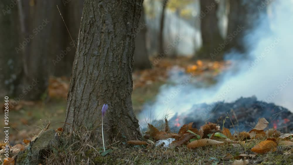 Fire smoke fog from burning dry leaves in a chestnuts forest in fall close up during woods cleaning and maintenance Fire smoke fog from burning dry leaves in a chestnuts forest in fall close up during woods cleaning and maintenance