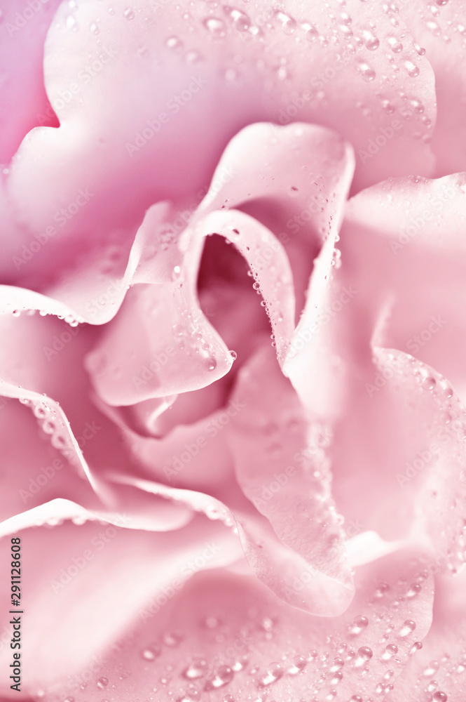 macro of pink rose petals with drops of water like romantic floral abstract background macro of pink rose petals with drops of water like romantic floral abstract background
