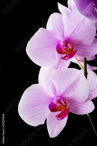 Beautiful soft Pink strips phalaenopsis Orchid Flower around black background. close up