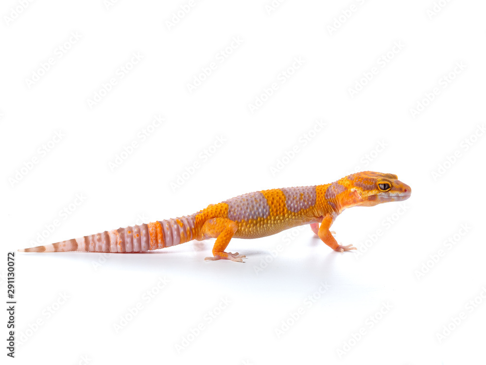 Fototapeta premium Leopard Gecko, cute pet that looks like a smile all the time Standing on a white background