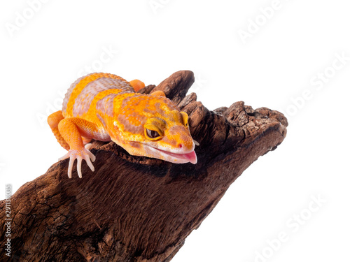 Leopard Gecko, a cute pet that looks like a smile all the time, perched on dry wood on a white background