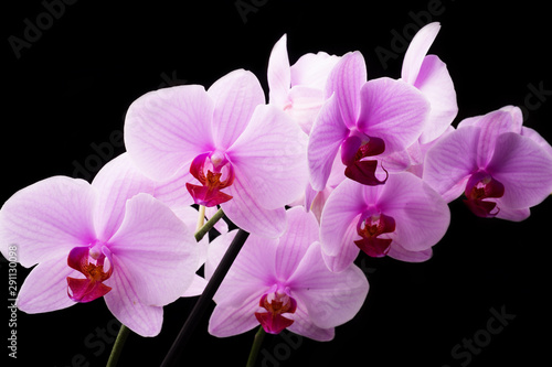 Fototapeta Naklejka Na Ścianę i Meble -  Beautiful soft Pink strips phalaenopsis Orchid Flower around black background.