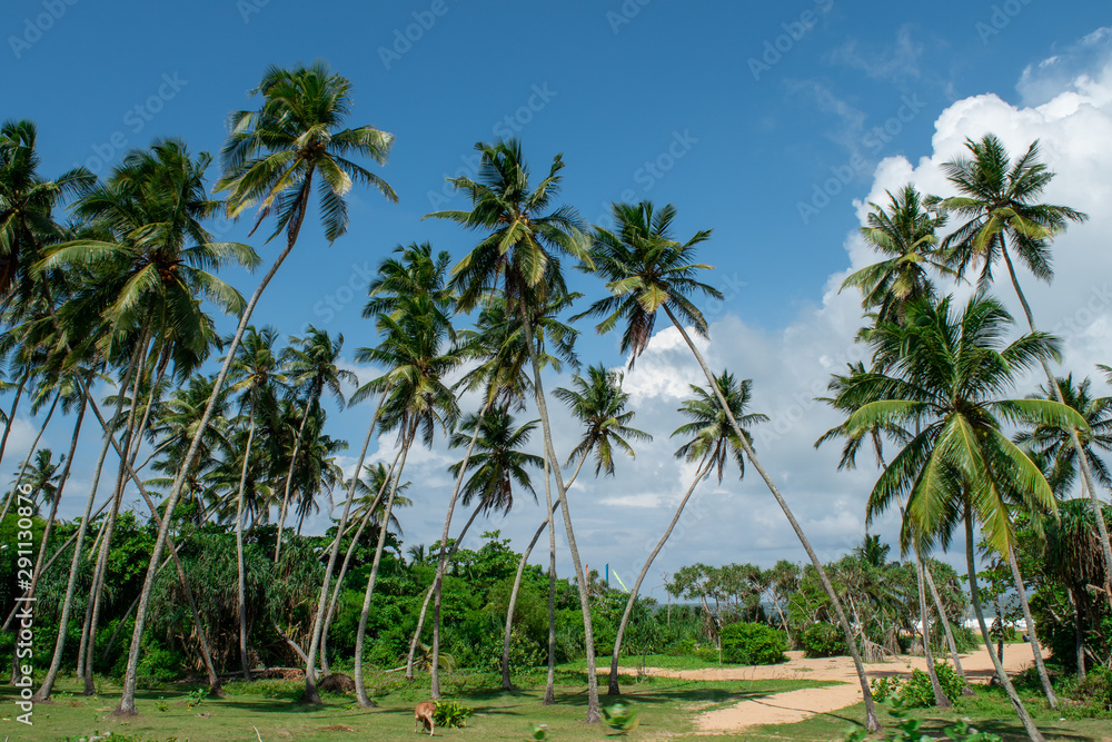 palm trees on the Indian beach