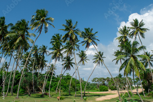 palm trees on the Indian beach © Birute