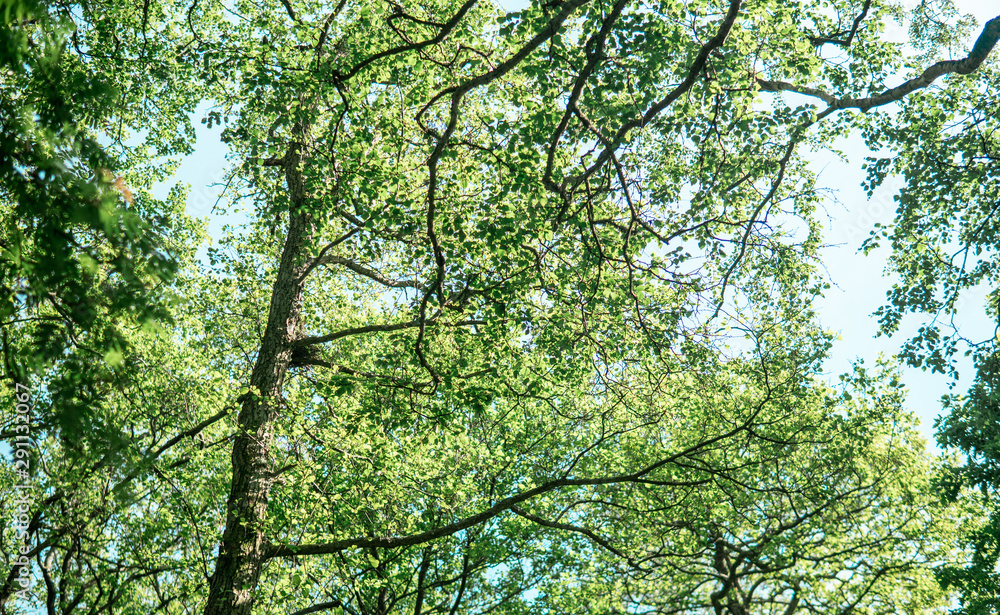 Beautiful tree tops in the summer time. Swedish west coast forest. Beautiful tree tops in the summer time. Swedish west coast forest.