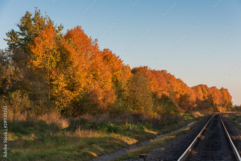Golden autumn landscape in a magical forest with ferns and red-yellow trees
